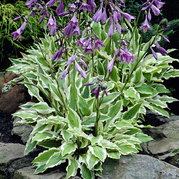 Хоста гибридная Граунд Мастер