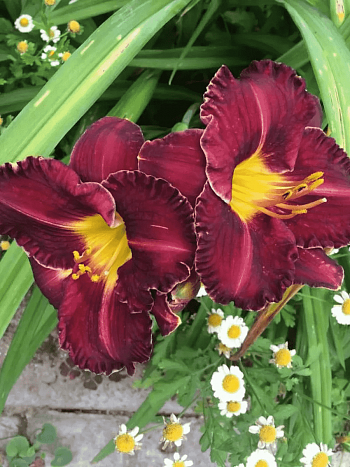 Лилейник Black Stockings