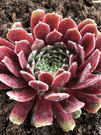 Молодило гибридное Jupiter