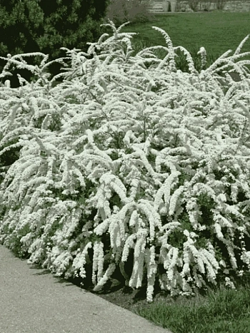 Спирея серая Grefsheim