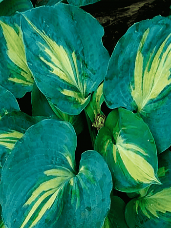 Хоста Dream Queen