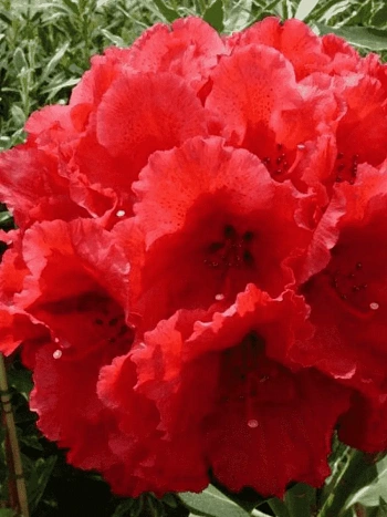 Рододендрон гибридный Red Jack