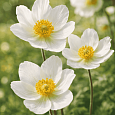 Анемона лесная Madonna