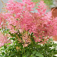 Астильба гибридная Lovely Day