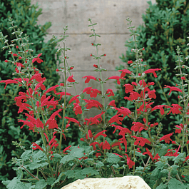 Шалфей ремера Hot Trumpets