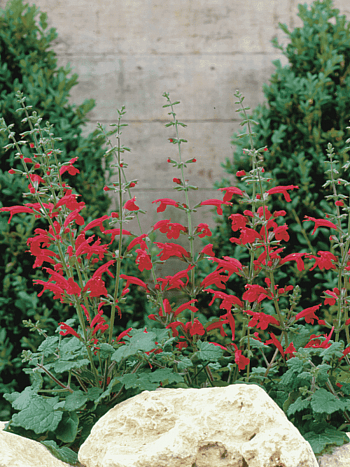 Шалфей ремера Hot Trumpets