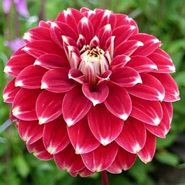 Георгина Декоративная Ред Рок