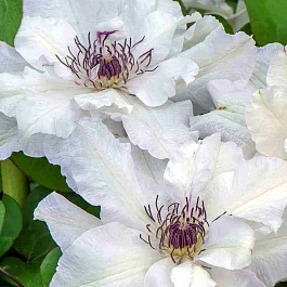 Клематис Maria Kaczynska