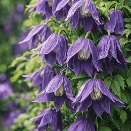 Клематис Violet Lampion (Orion)
