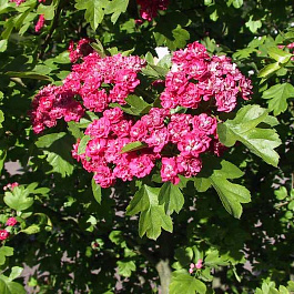 Боярышник Рубра Плена