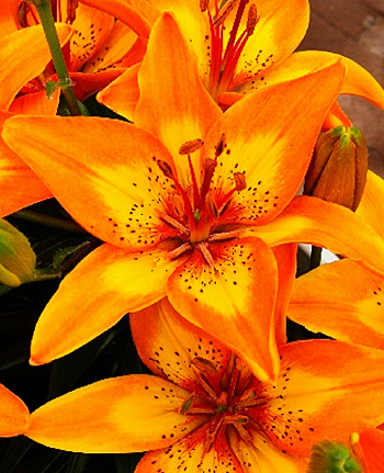 Лилия азиатская горшечная Брайт Джой