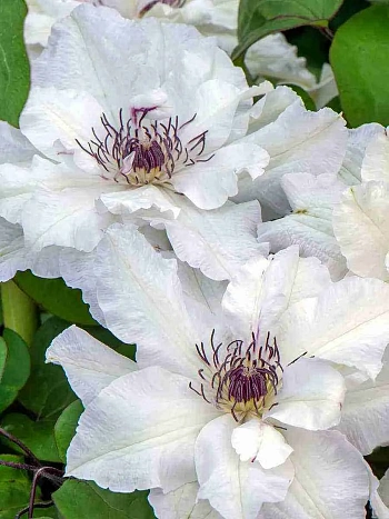 Клематис Maria Kaczynska