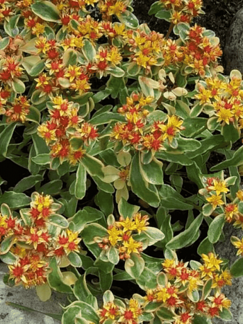 Очиток камчатский Variegatum