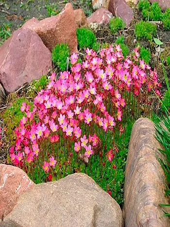  Камнеломка Арендса Rosea