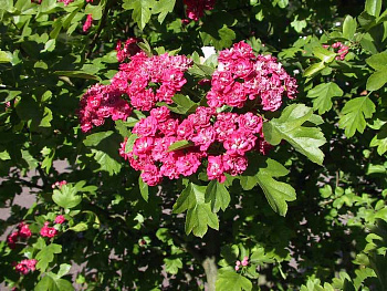 Боярышник Рубра Плена