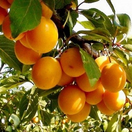 Слива русская (Алыча) Подарок Санкт-Петербургу