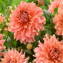 Георгина декоративная Фейрвей Спур