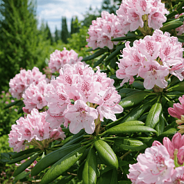 Рододендрон Антон Чехов