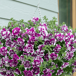 Петуния (сурфиния) Tambelina cherry ripple кашпо