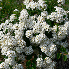 Спирея ниппонская Сноумаунд