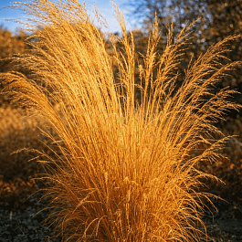 Молиния тростниковая Cordoba