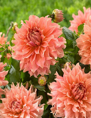 Георгина декоративная Фейрвей Спур