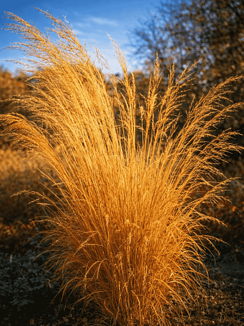 Молиния тростниковая Cordoba