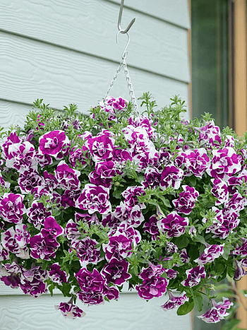 Петуния (сурфиния) Tambelina cherry ripple кашпо