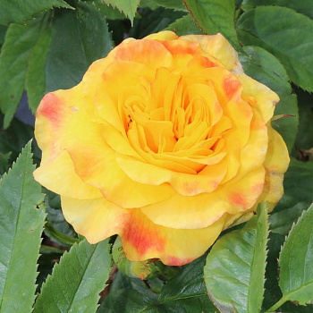 Роза парковая Рейн Лючия