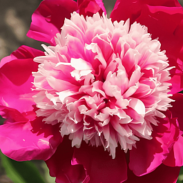 Пион Молочноцветковый Nellie Saylor