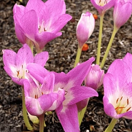 Колхикум Rosy Dawn