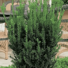 Тис средний Hillii