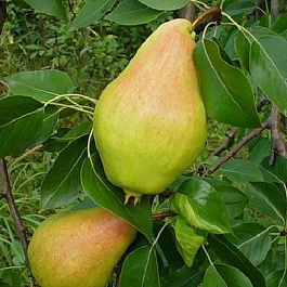 Груша плодовая Видная
