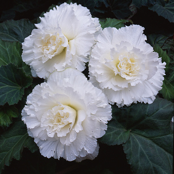 Бегония клубневая Америгибрид Раффлд Вайт