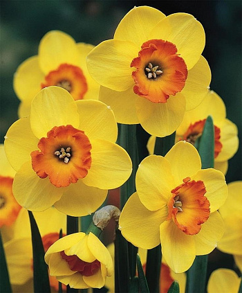 Нарцисс крупнокорончатый Бэнтэм