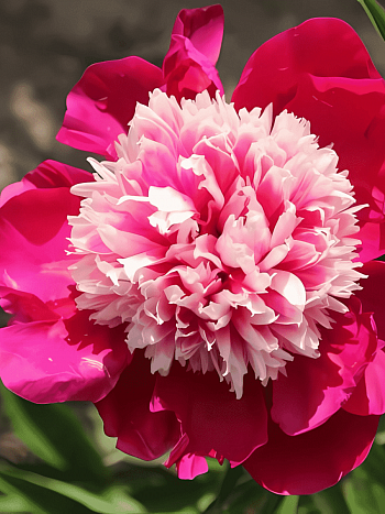 Пион Молочноцветковый Nellie Saylor