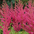Астильба Арендса Granat