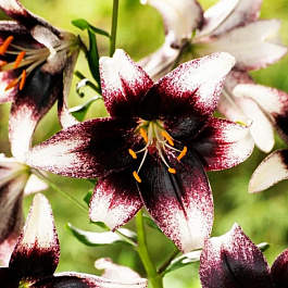 Лилия азиатская Танго Страччателла Ивент