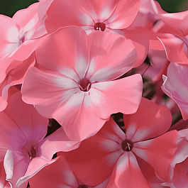 Флокс метельчатый Находка