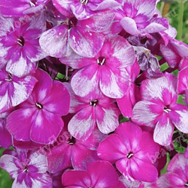 Флокс метельчатый Конек Горбунок