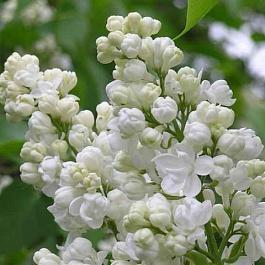 Сирень Жанна д`Арк