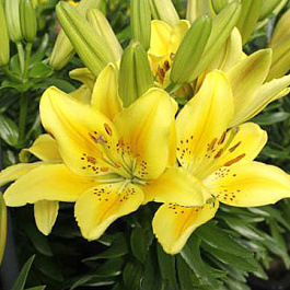 Лилия азиатская горшечная Дриминг Джой Лилия азиатская горшечная Дриминг Джой