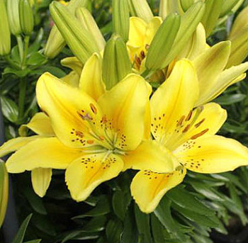 Лилия азиатская горшечная Дриминг Джой