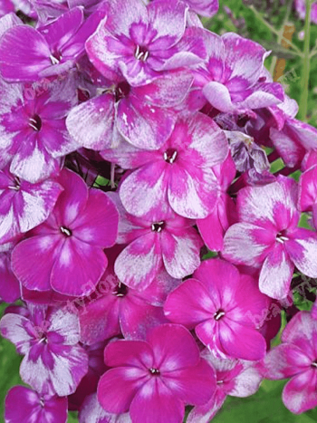 Флокс метельчатый Конек Горбунок