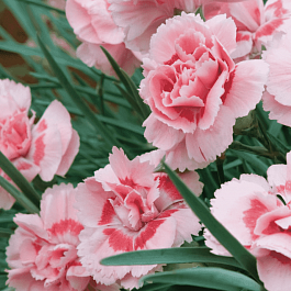 Гвоздика Перистая Doris