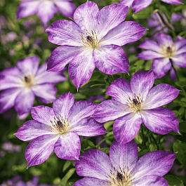 Клематис Pernille