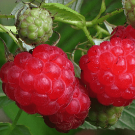 Малина обыкновенная Солнышко