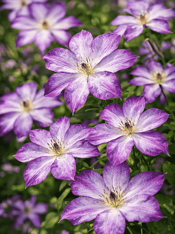 Клематис Pernille