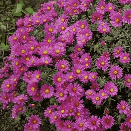 Астра кустарниковая Kassel