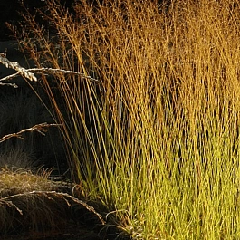 Молиния голубая Windsaule